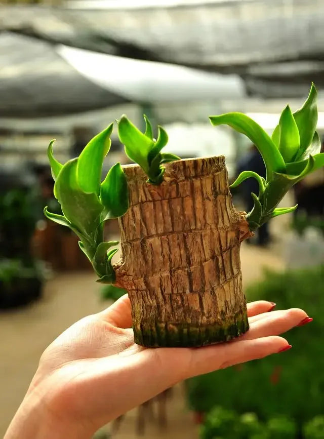 FortuLeaf Mini Decor
