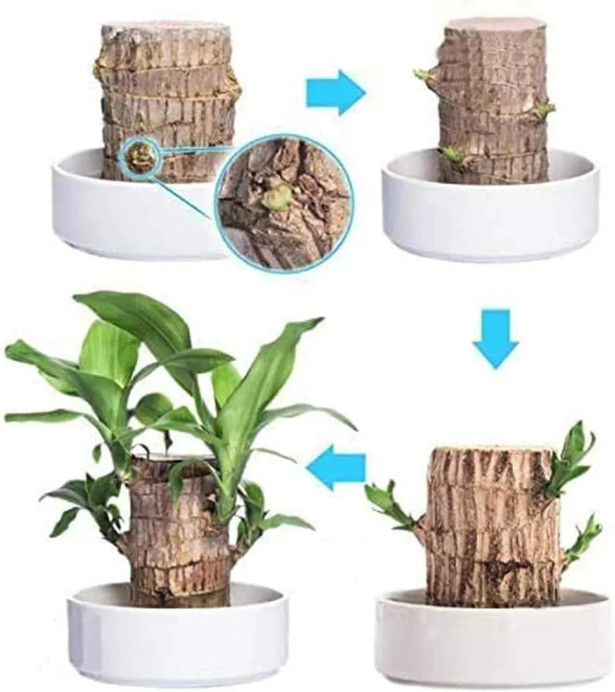 FortuLeaf Mini Decor
