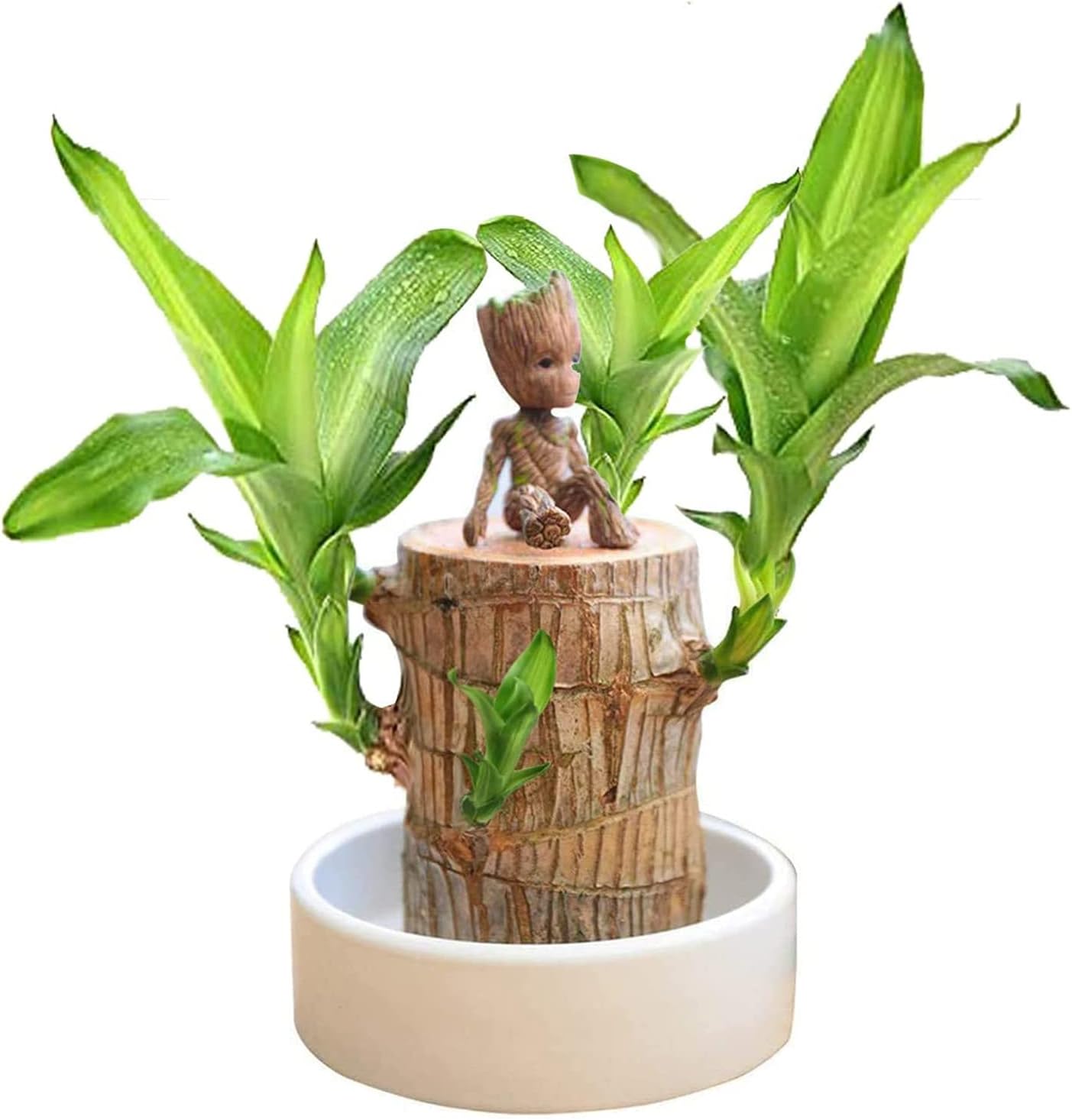 FortuLeaf Mini Decor